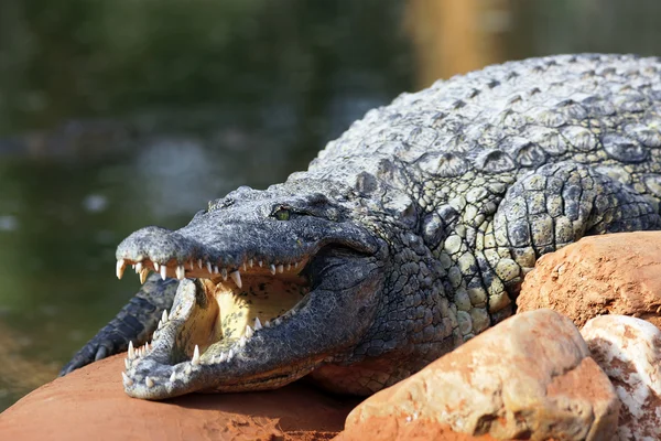 Reptile periculoase — Fotografie, imagine de stoc