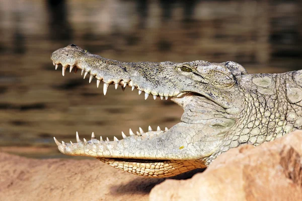 Hlava krokodýla — Stock fotografie