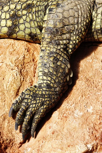 Krokodýl noha — Stock fotografie