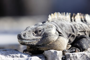 iguana arazi