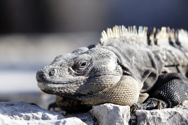 stock image Iguana land