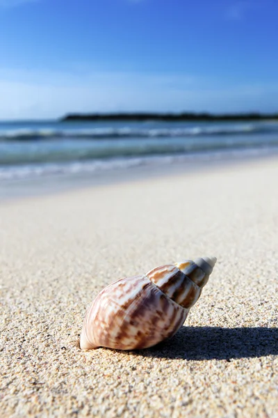Shell on a beach Royalty Free Stock Images