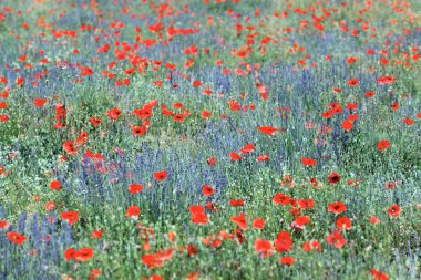 Poppy and lavender