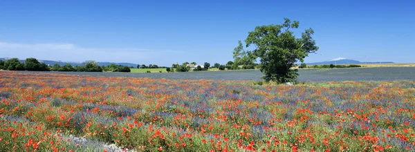 Panoramic lavender field — Stock Photo, Image