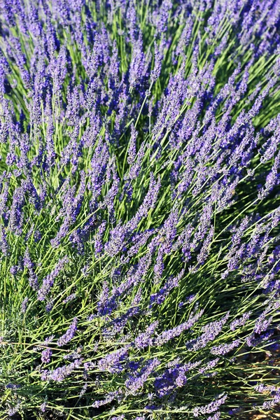 Lavender spirit — Stock Photo, Image