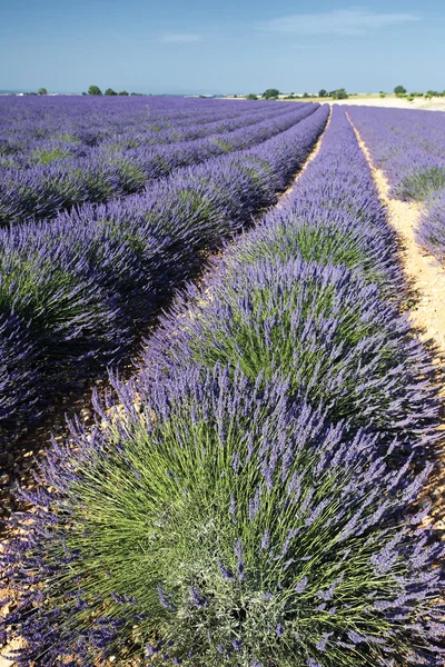 Lavender field in summer — Stock Photo, Image