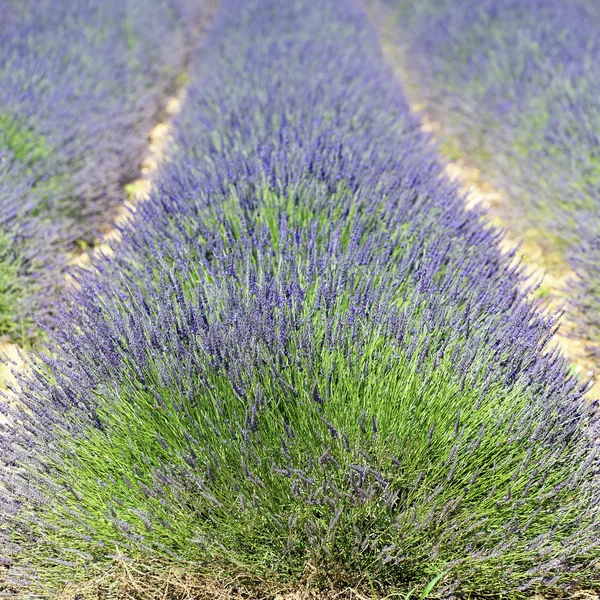 Lavender field square — Stock Photo, Image