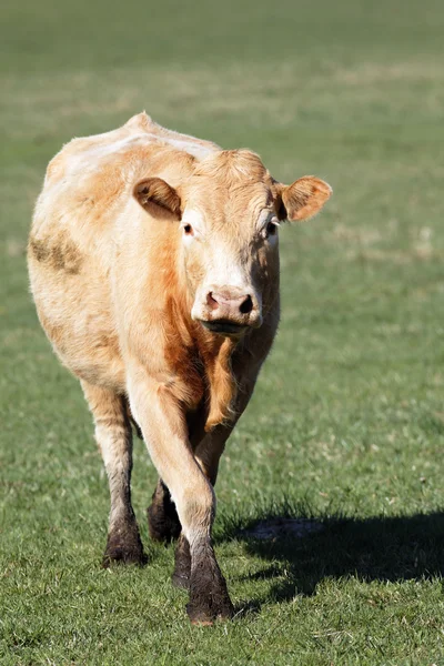 Senhora vaca — Fotografia de Stock