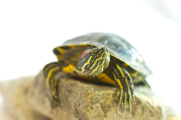 stock image Red-eared slider