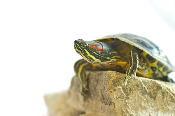 stock image Red-eared slider