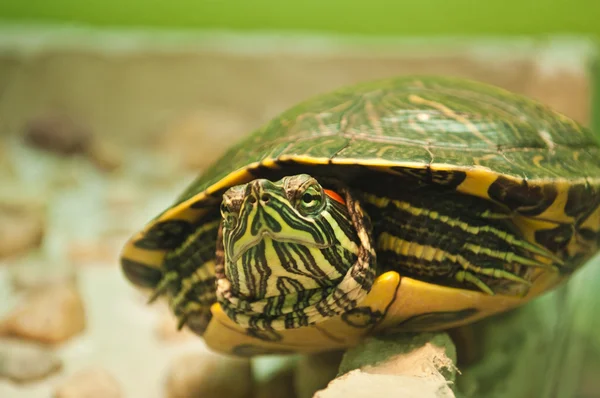 stock image Red-eared slider