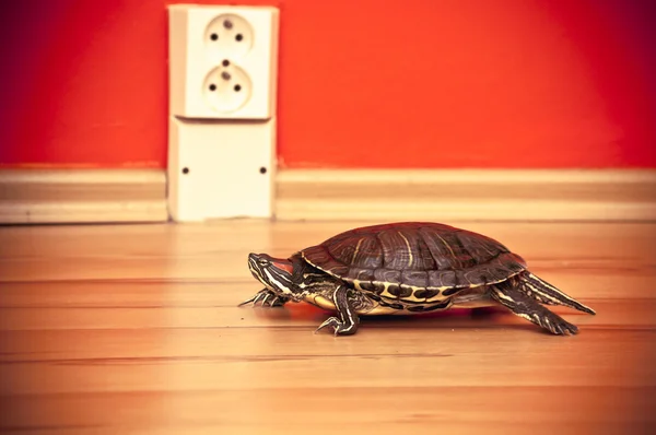 stock image Red-eared slider