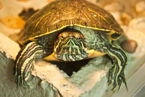 Червоновуха прісноводна черепаха Ліцензійні Стокові Фото