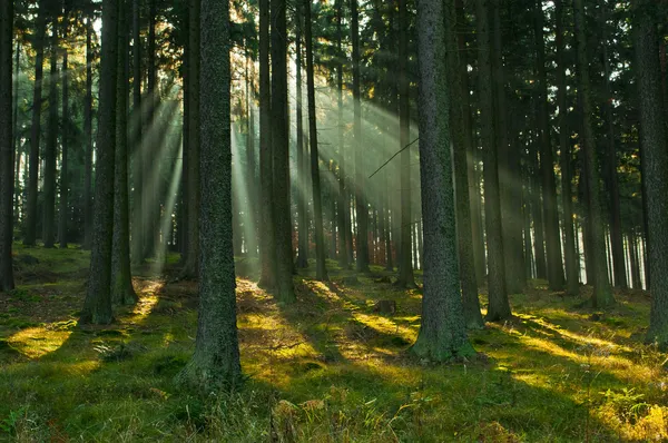 숲 — 스톡 사진