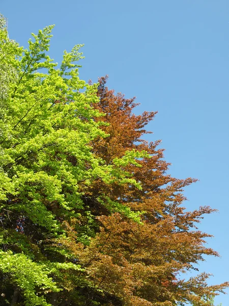 Träd växt — Stockfoto
