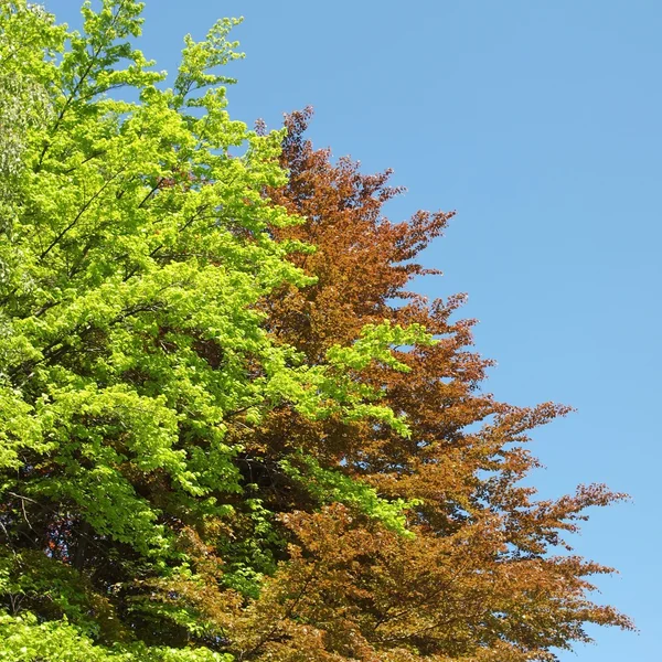 木の植物 — ストック写真
