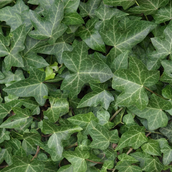 stock image Ivy picture