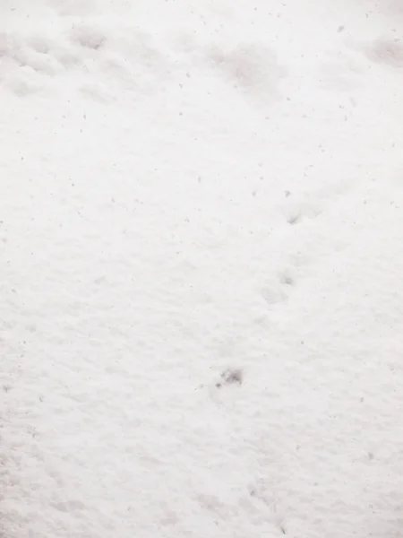 Vit snö bakgrunden — Stockfoto