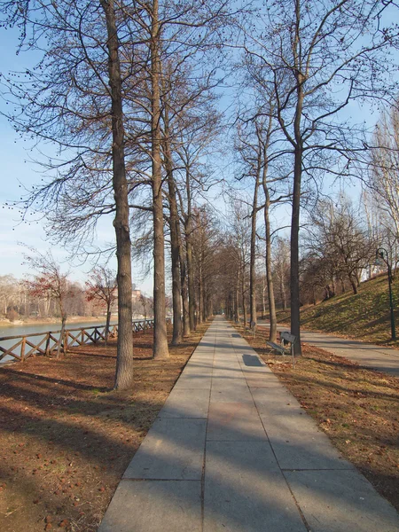 Sentier entre les arbres — Photo