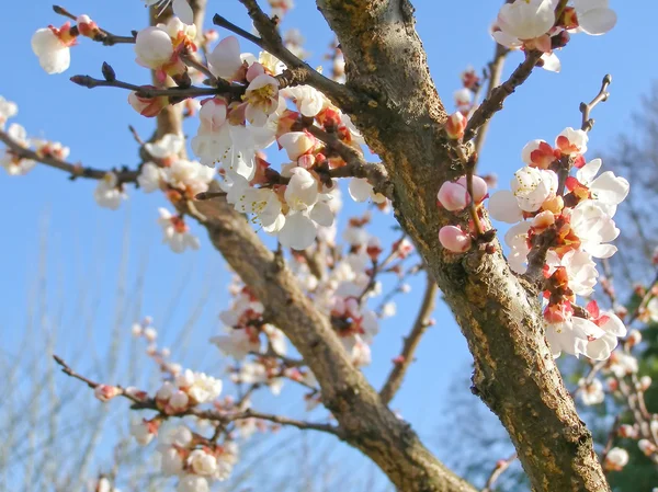 Ovocných stromů květy — Stock fotografie