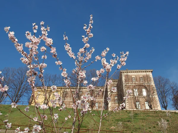 stock image Castello di Rivoli, Italy