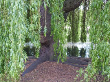 Weeping Willow clipart