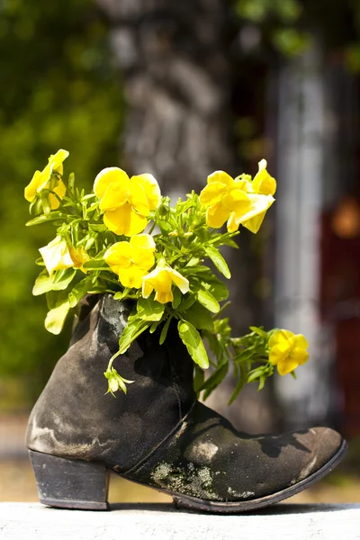 Bando de flores pálidas em sapatos — Fotografia de Stock