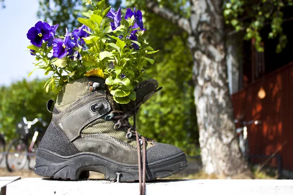 Stelletje viooltjes bloemen in een schoenen — Stockfoto