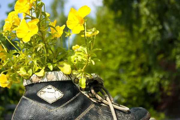 Bando de flores pálidas em sapatos — Fotografia de Stock