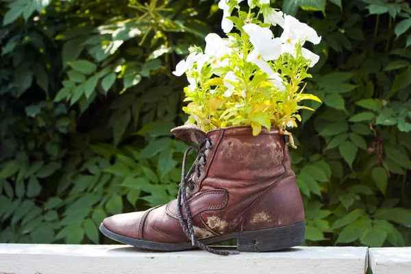 Csokor virág árvácskák egy cipő — Stock Fotó