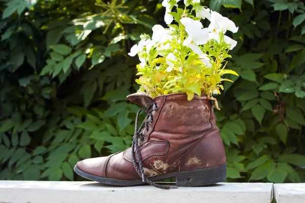 stock image Bunch of flowers pansies in a shoes