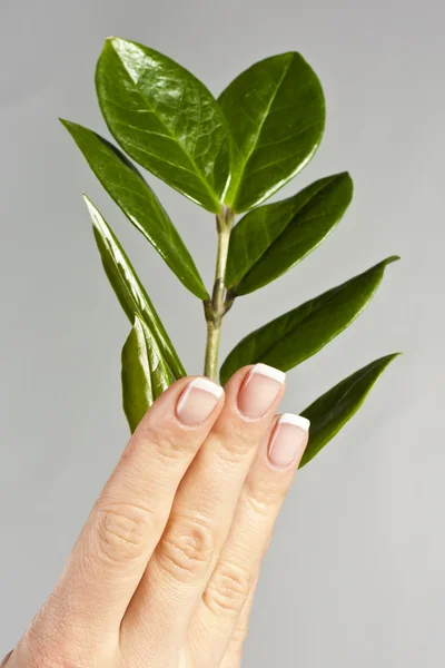 Schöne Hände mit französischen Maniküre-Nägeln — Stockfoto