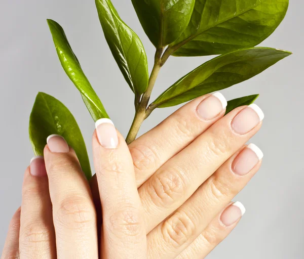 Belas mãos de mulher com manicure francês — Fotografia de Stock