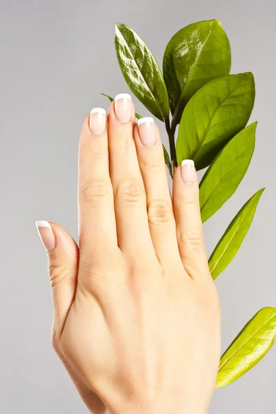 Belas mãos de mulher com manicure francês — Fotografia de Stock