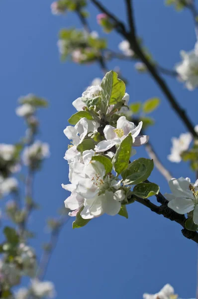 Branch of blossoming apple-tree in spring — Stock Photo, Image