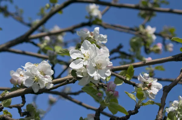 Zweig des blühenden Apfelbaums im Frühling — Stockfoto