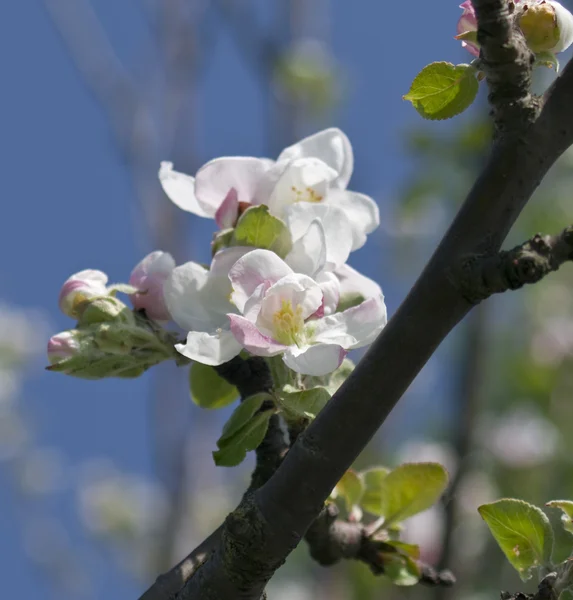 Tak van bloeiende appelboom in het voorjaar van — Stockfoto