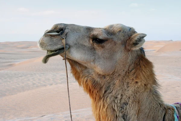 stock image Close-up of camel in desert