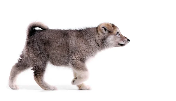 ポインティングのスタンスに子犬のアラスカンマラミュート — ストック写真