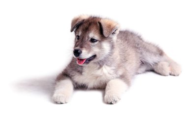 2 - eski ay alaskan malamute köpek yavrusu