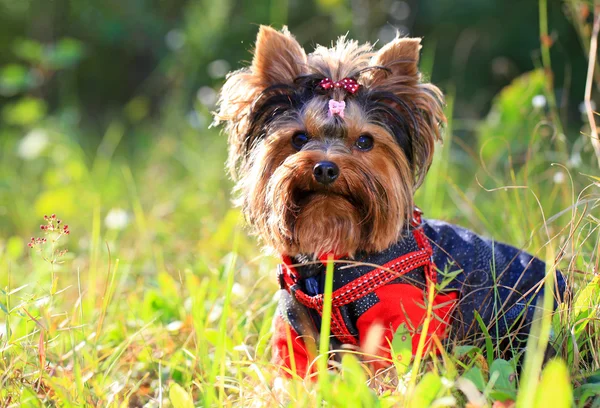 Yorkshire terrier outdoors — Stock Photo, Image