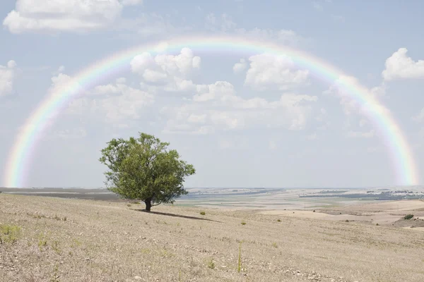 Rainbow and almond tree — Stock Photo, Image