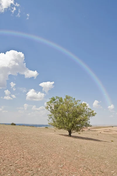 Drzewo Rainbow i migdałów — Zdjęcie stockowe