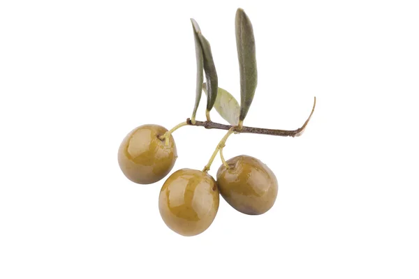 橄榄枝 — 图库照片