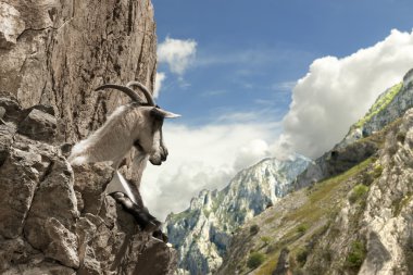 Goat in the mountains clipart