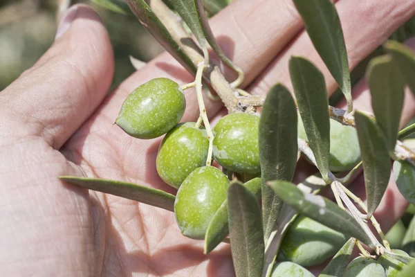 Olive in mano — Foto Stock