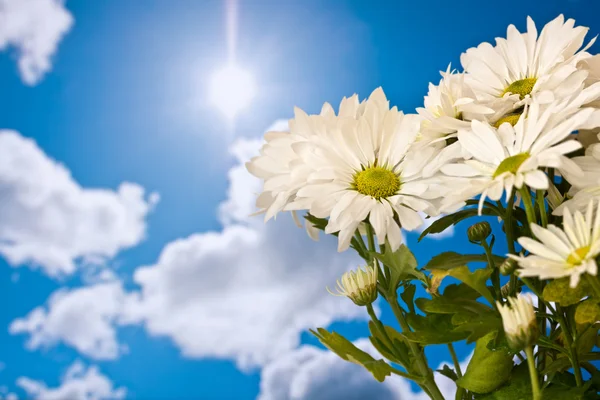 Gänseblümchen und Sonne — Stockfoto