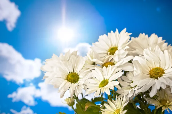 Gänseblümchen und Sonne — Stockfoto