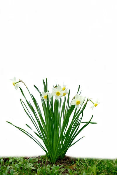 The white narcissus — Stock Photo, Image