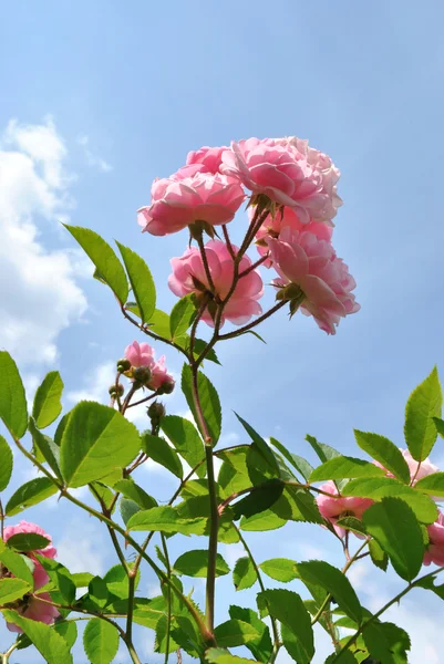 The pink flowers of rose against light blue sky — Stock Photo, Image